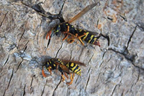 Polistes dominula